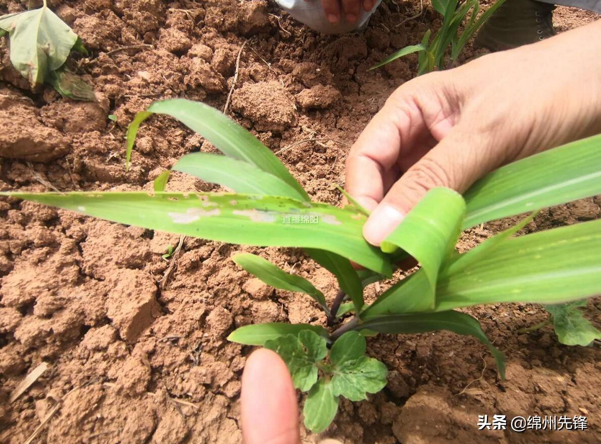 梓潼县住房和城乡建设局最新动态报道