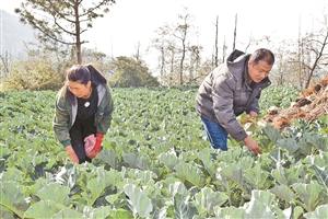 红坡村委会最新招聘启事概览